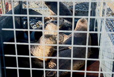Seal Release - 13th June 2017