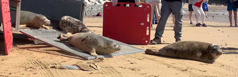 Seal Release - 15th September 2021