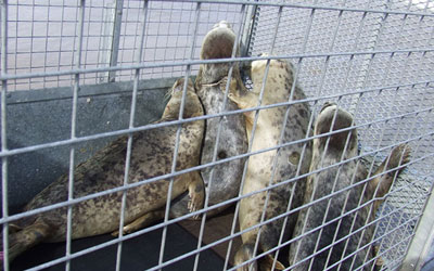 Seal Release