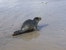 Seal Release - 16th May 2013