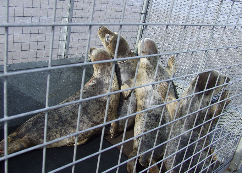 Seal Release - 16th May 2013