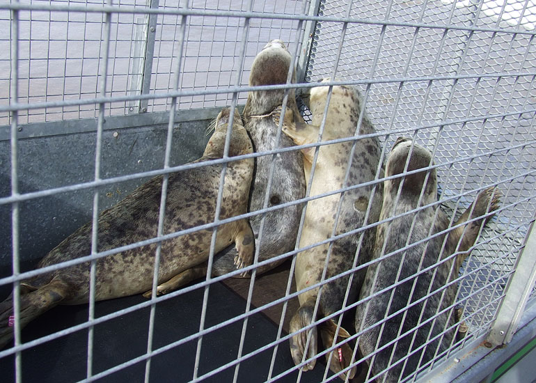 Seal Release - 16th May 2013
