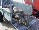 Seal Release - 16th May 2013