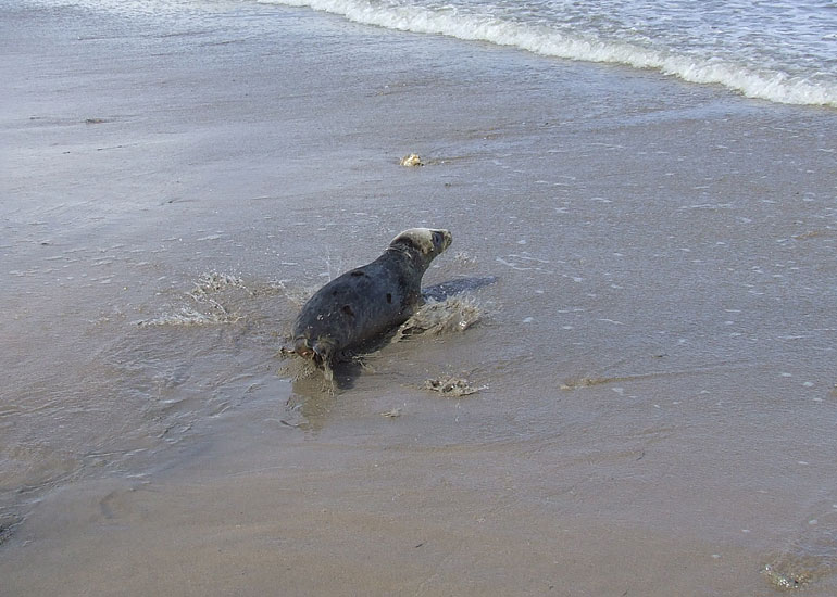 Seal Release - 16th May 2013