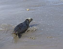 Seal Release - 16th May 2013