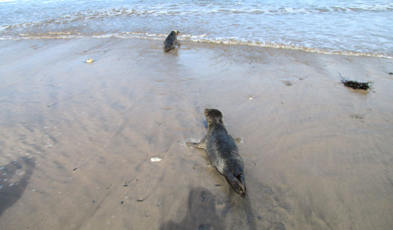 Seal Release - 16th May 2013