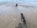 Seal Release - 16th May 2013