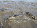 Seal Release - 16th May 2013