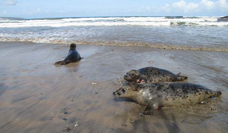 Seal Release - 16th May 2013