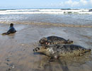 Seal Release - 16th May 2013