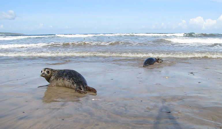 Seal Release - 16th May 2013