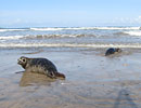 Seal Release - 16th May 2013