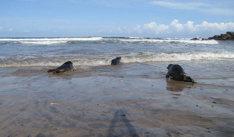 Seal Release - 16th May 2013