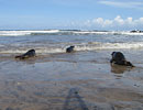 Seal Release - 16th May 2013