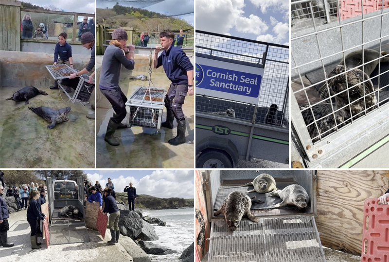 Seal Release - 17th of April 2024 at Perranuthnoe beach
