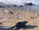 Seal Release - 17th March 2021 at Dollar Cove