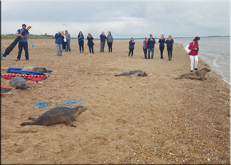 Seal Pups Release