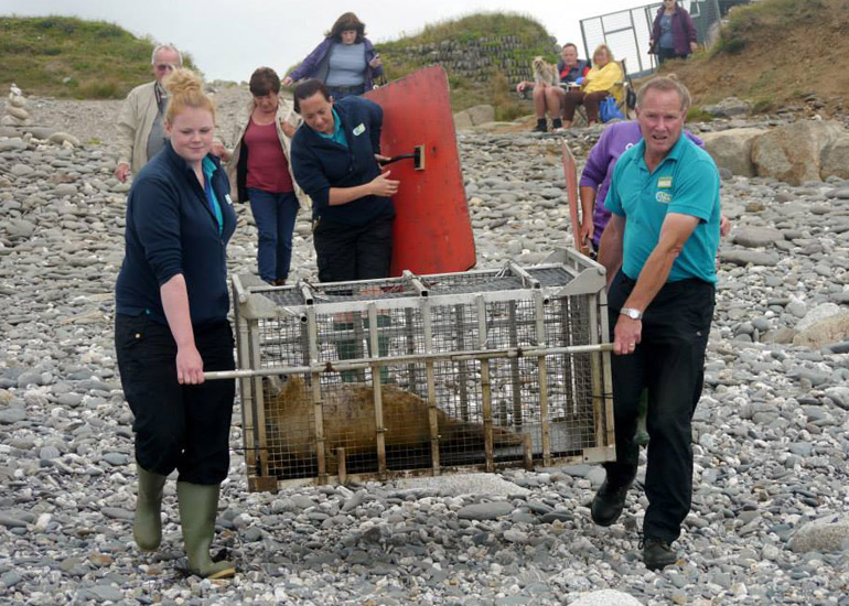 Seal Release - 18th June 2013