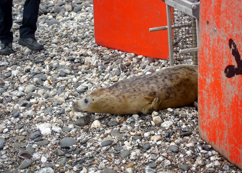 Seal Release - 18th June 2013