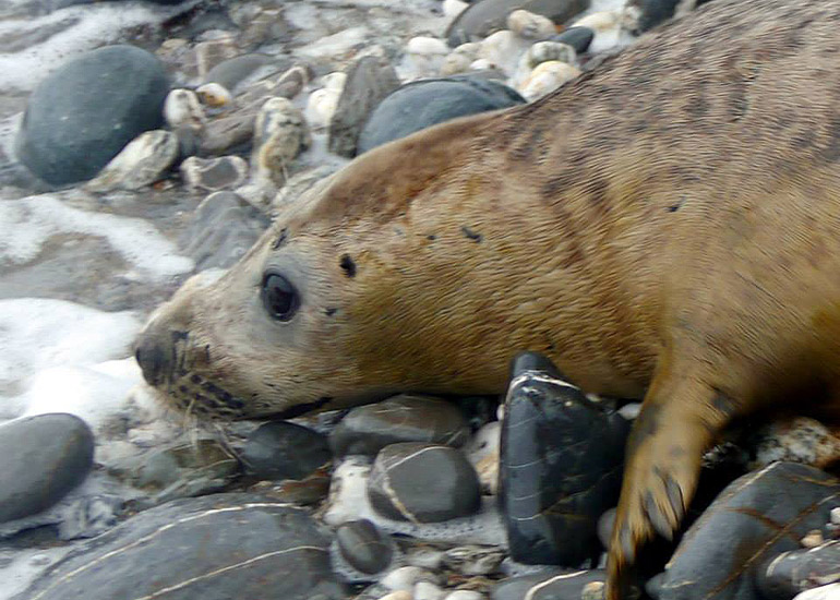 Seal Release - 18th June 2013