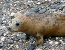 Seal Release - 18th June 2013