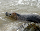 Seal Release - 18th June 2013