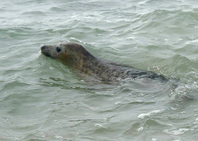 Seal Release - 18th June 2013