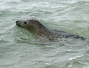 Seal Release - 18th June 2013