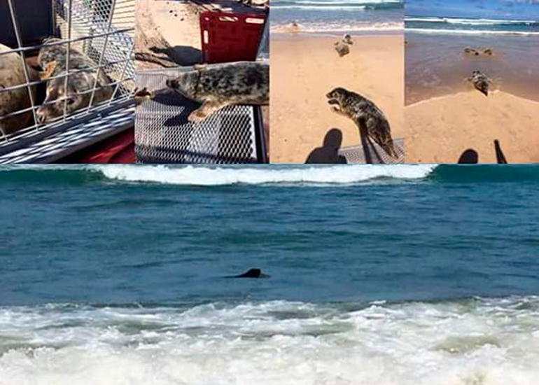 Seal Release - 18th May 2017