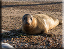 Seal Release - 19th September 2015