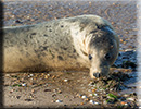 Seal Release - 19th September 2015