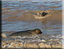 Seal Release - 19th September 2015