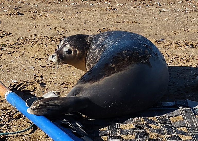 Seal Release - 19th October 2022