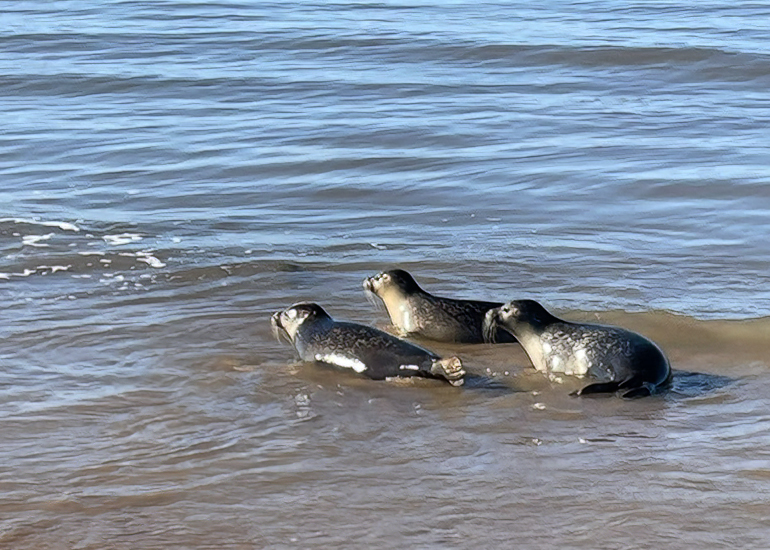 Seal Release - 19th October 2022