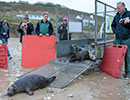Seal Release - 28th December 2018