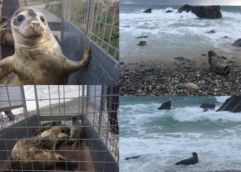 Seal Release - 2nd April 2019