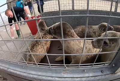 Seal Release - Photo Credit:  Lizzi Larbalestier