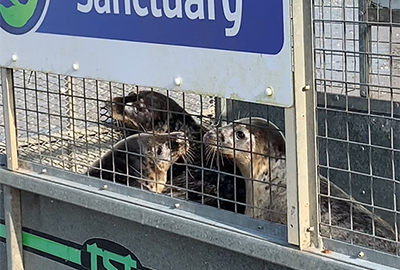Seal Release - 21st March 2022