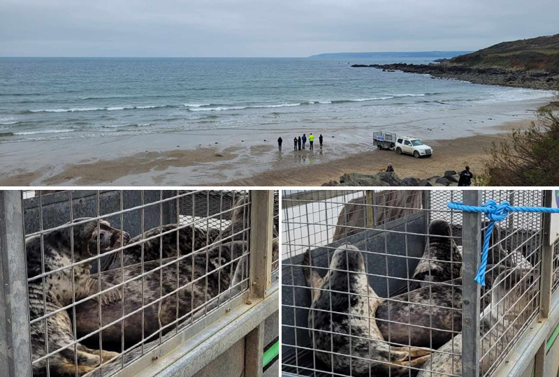 Seal Release - 21st March 2024