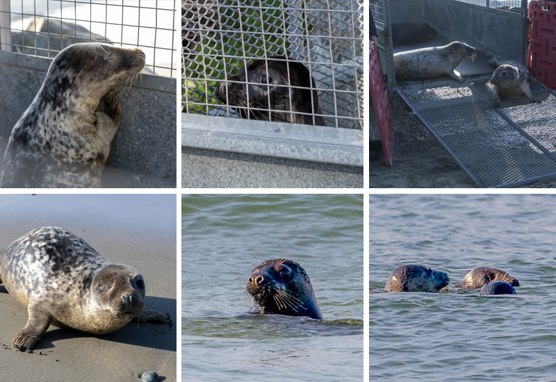 Seal Release - 21st April 2023 - Photo Credit - Chris Webber  - BDMLR