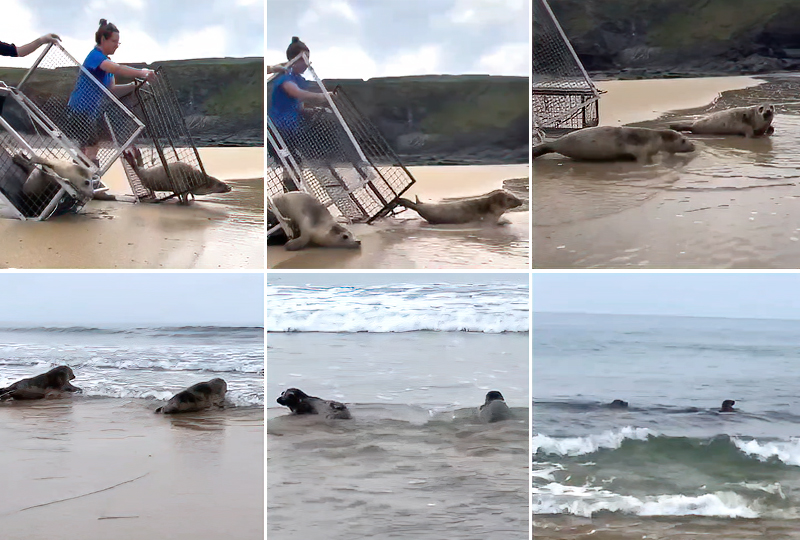 Seal Release - 21st of May 2024 at Church Cove