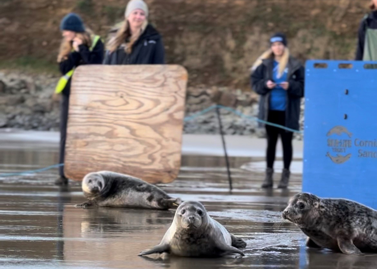 Seal Release - 21st November 2023
