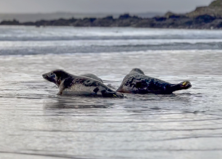 Seal Release - 21st November 2023