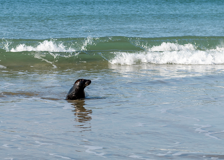 Seal Release - 21st April 2023 - Photo Credit - Chris Webber - Freelance Photos - BDMLR Medic
