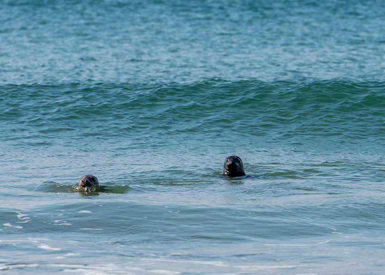 Seal Release - 21st April 2023 - Photo Credit - Chris Webber - Freelance Photos - BDMLR Medic