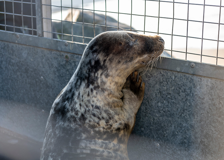 Seal Release - 21st April 2023 - Photo Credit - Chris Webber - Freelance Photos - BDMLR Medic