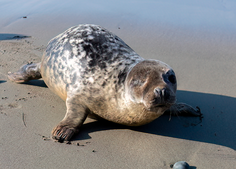 Seal Release - 21st April 2023 - Photo Credit - Chris Webber - Freelance Photos - BDMLR Medic
