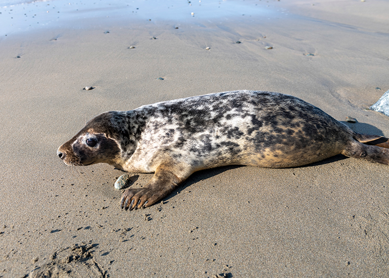 Seal Release - 21st April 2023 - Photo Credit - Chris Webber - Freelance Photos - BDMLR Medic