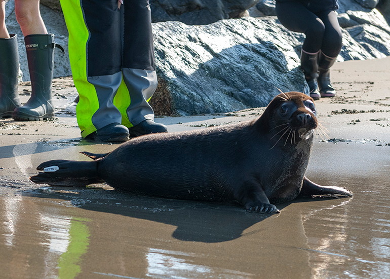 Seal Release - 21st April 2023 - Photo Credit - Chris Webber - Freelance Photos - BDMLR Medic