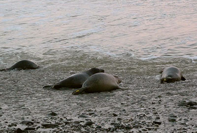 Seal Release - 22nd January 2015